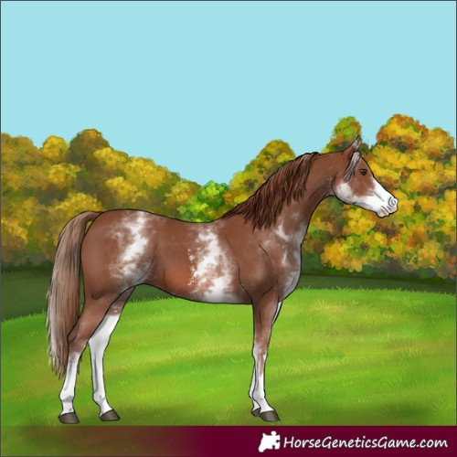 Horse Color:White Spotted Chestnut Sabino 