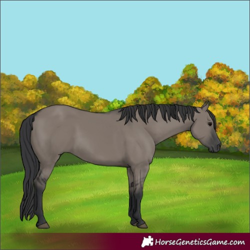 Horse Color:Grullo 
