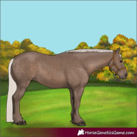 Horse Color:Silver Black 