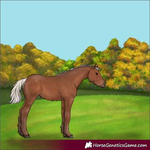 Horse Color:Silver Black 