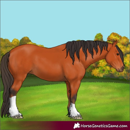 Horse Color:Bay 