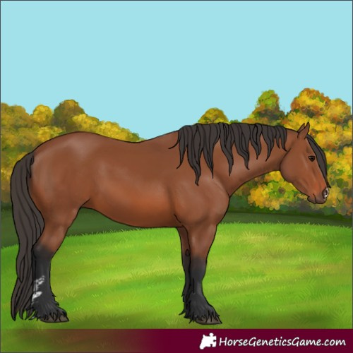 Horse Color:Bay Sabino 