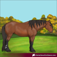 Horse Color:Bay Sabino 