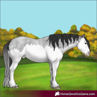 Horse Color:Blue Roan Splash 