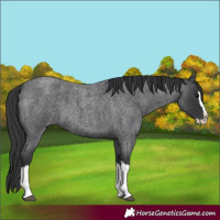 Horse Color:Unknown 