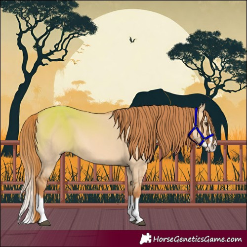 Horse Color:Red Dun Splash 