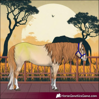 Horse Color:Red Dun Splash 