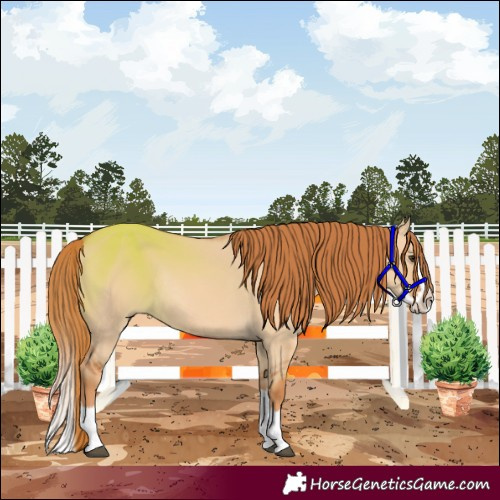 Horse Color:Red Dun Splash Rabicano 