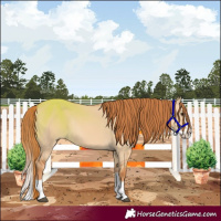 Horse Color:Red Dun Splash Rabicano