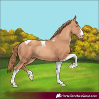 Horse Color:Gold Champagne Tobiano Rabicano