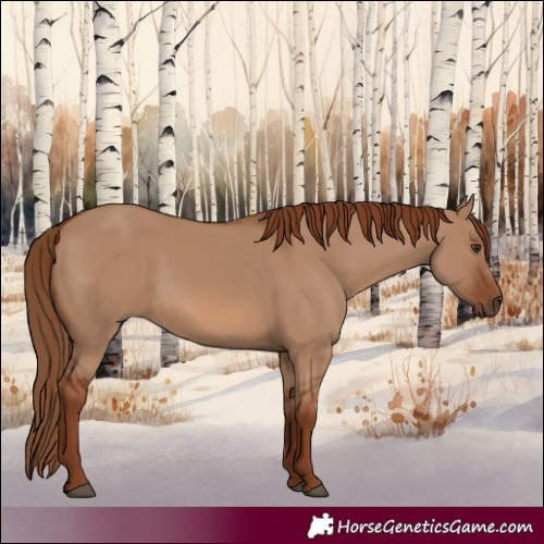 Horse Color:Red Dun