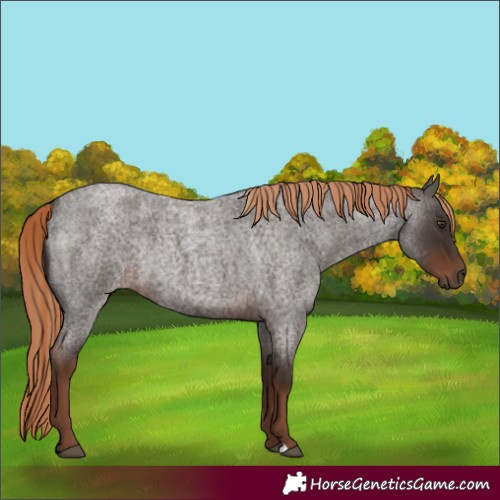 Horse Color:Liver Red Roan Rabicano 