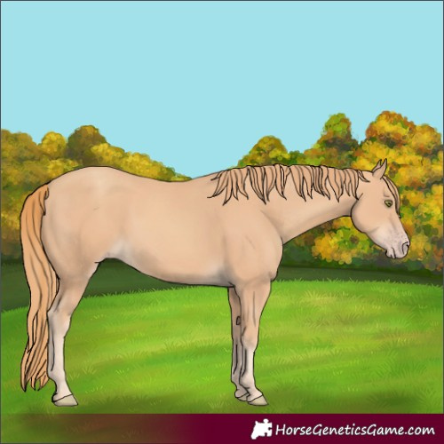 Horse Color:Gold Champagne 