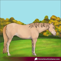 Horse Color:Gold Champagne 