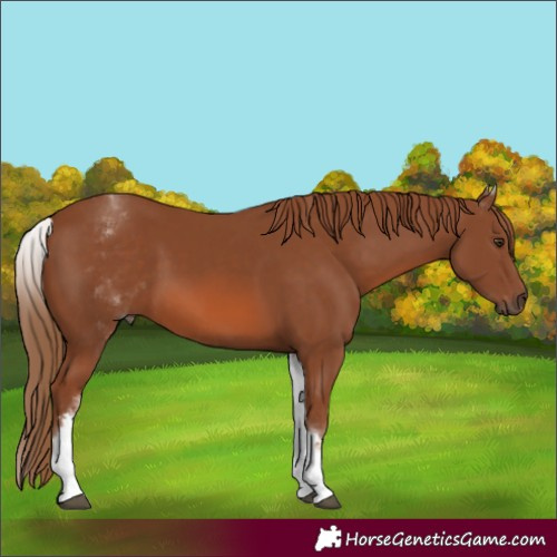 Horse Color:White Spotted Chestnut Sabino