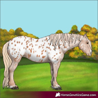 Horse Color:Chestnut Near Leopard 