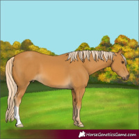 Horse Color:Palomino 