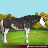 Horse Color:Brown Sabino Splash 