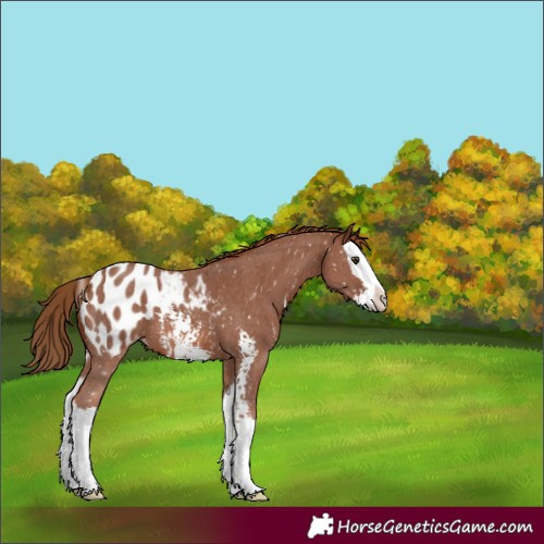 Horse Color:Chestnut Sabino Splash Appaloosa 