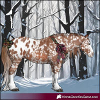 Horse Color:Chestnut Sabino Splash Appaloosa 