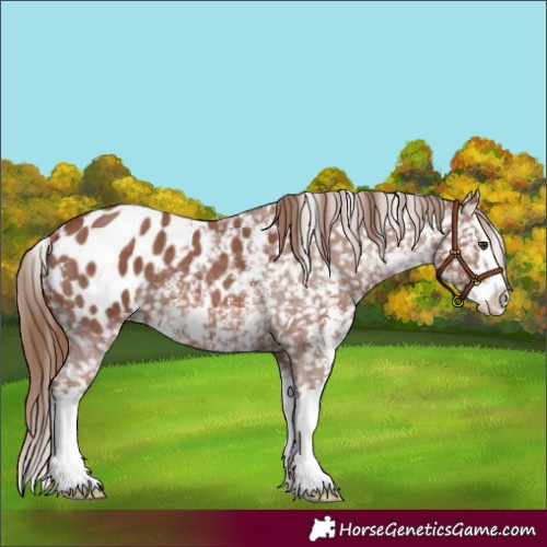 Horse Color:Chestnut Sabino Splash Appaloosa 