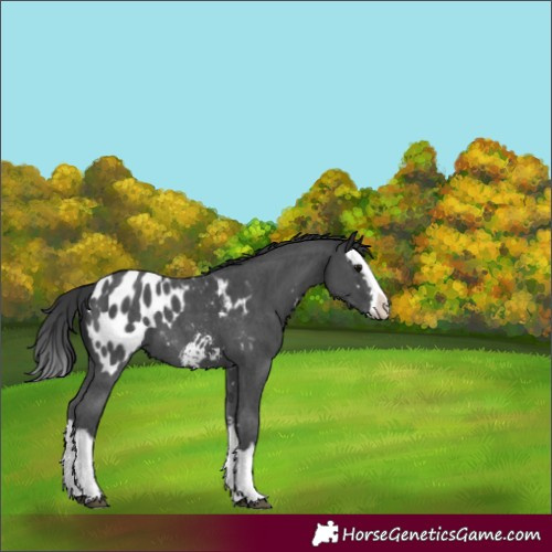 Horse Color:Black Sabino Splash Blanket 