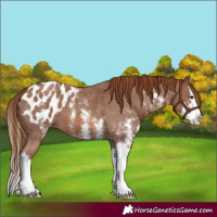 Horse Color:Chestnut Sabino Splash Appaloosa 