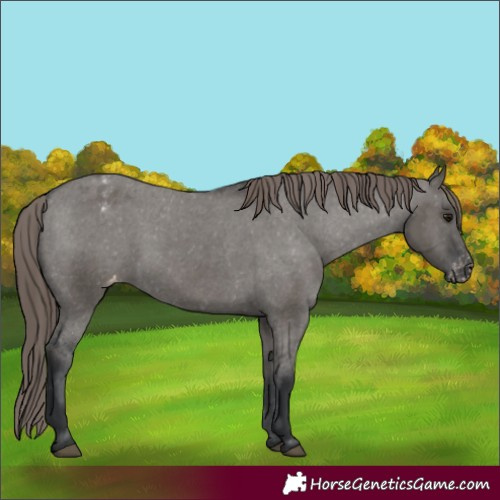 Horse Color:Unknown 