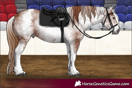 Horse Color:Gray White Spotted Chestnut 