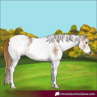Horse Color:Gray White Spotted Chestnut 