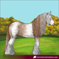 Horse Color:Gray White Spotted Red Roan Appaloosa 