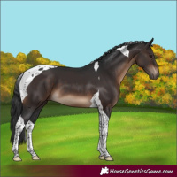 Horse Color:Brown Tobiano 