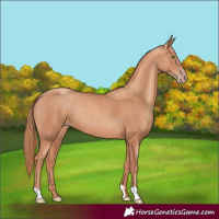 Horse Color:Gold Champagne 