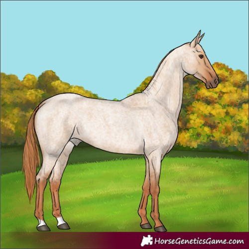 Horse Color:Red Dun Roan 