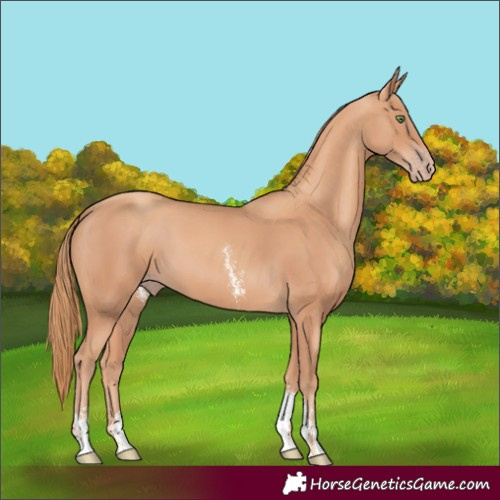 Horse Color:Gold Champagne Sabino 