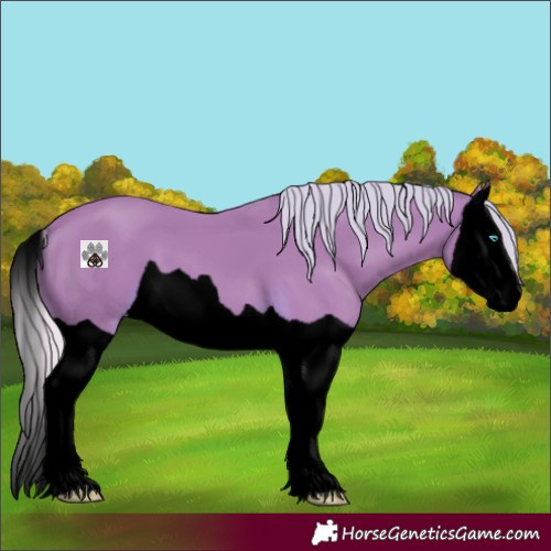 Horse Color:Void Silver Buckskin Splash 