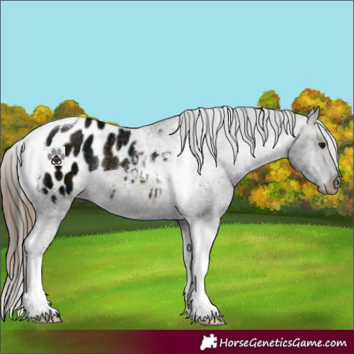 Horse Color:Plaid  Midnight Brown Ice Tobiano Appaloosa Rabicano 
