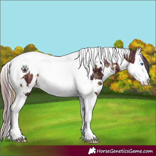 Horse Color:Plaid White Spotted Bay Ice Splash Tobiano