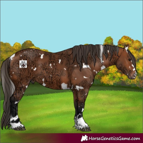Horse Color:White Spotted Bay Ice 