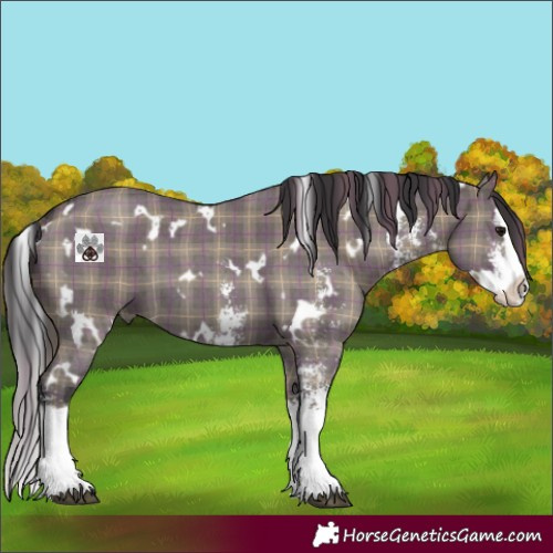 Horse Color:Plaid  White Spotted Smoky Grullo Sabino Splash 
