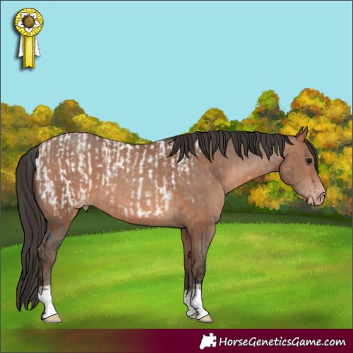 Horse Color:Brown Dun Appaloosa  and Sable Champagne 