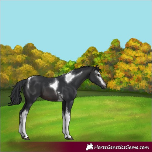 Horse Color:White Spotted Brown Tobiano 