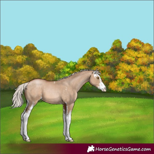 Horse Color:Silver Brown Pearl Dun Sabino