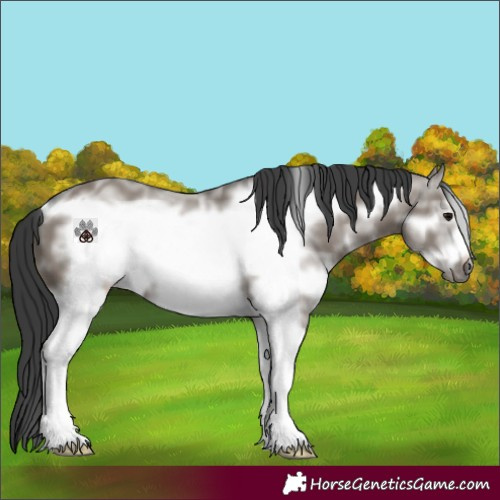 Horse Color:Grullo Sabino Frame