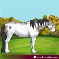 Horse Color:Grullo Sabino Frame 