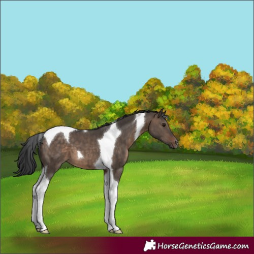 Horse Color:Brown Dun Tobiano 