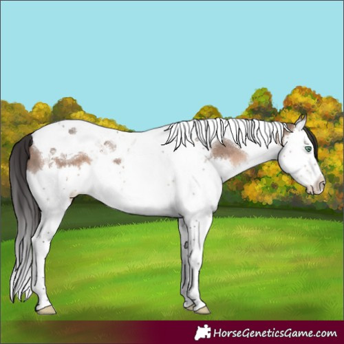 Horse Color:Brown Dun Mushroom Splash Tobiano 