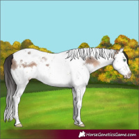 Horse Color:Brown Dun Mushroom Splash Tobiano