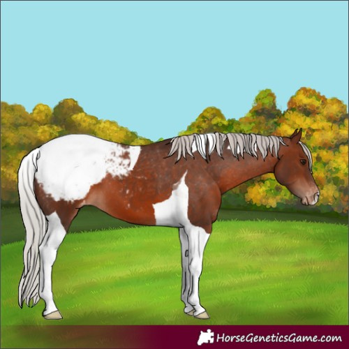 Horse Color:Silver Brown Tobiano Appaloosa 