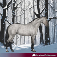 Horse Color:Grullo Roan Rabicano 